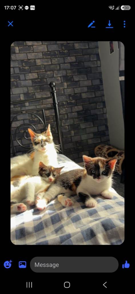 2 female kittens remaining 