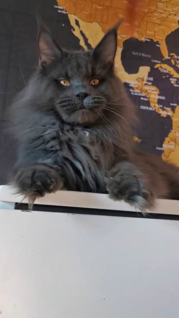 🐾 GCCF Registered Blue Smoke Boy  🐾