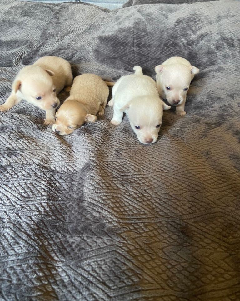 Chihuahua puppies 
