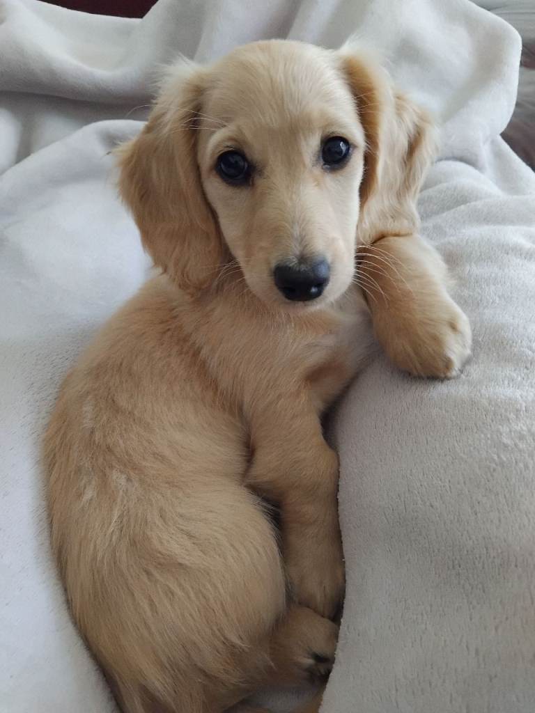  longhaired miniature dachshund 