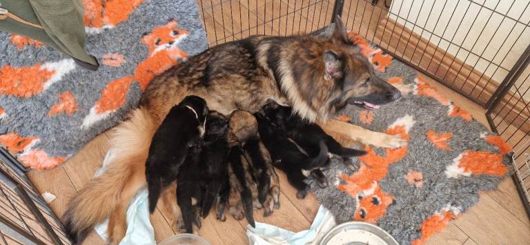 Gorgeous German Shepherd Puppies 