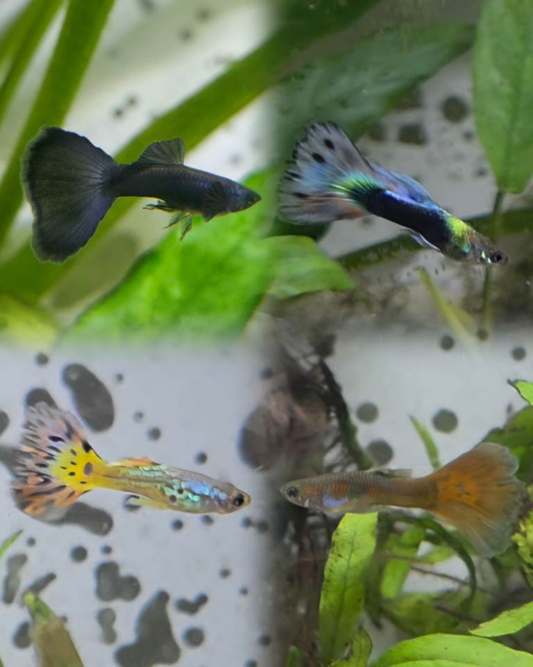 15x Guppy fish fry >2cm Guppies Tropical
