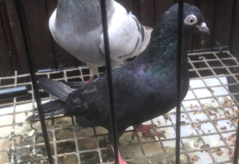 Pigeons :read advert 