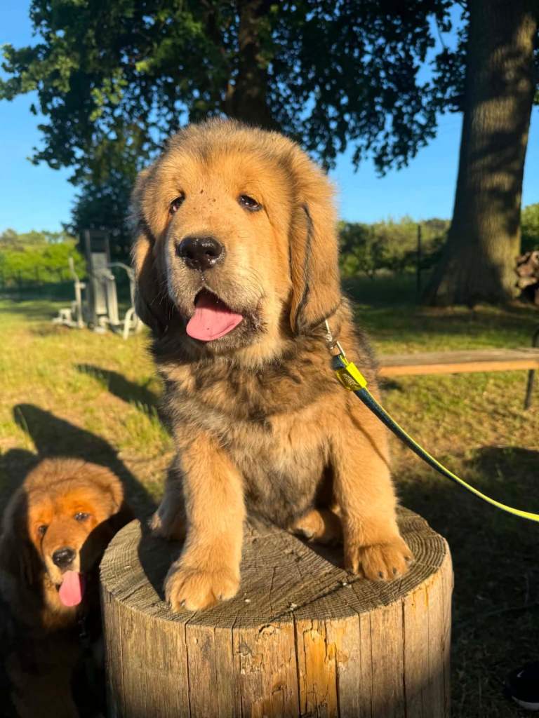 Beautiful puppies for sale 