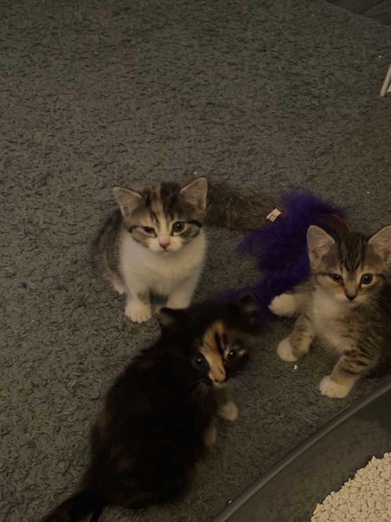 Kittens for sale