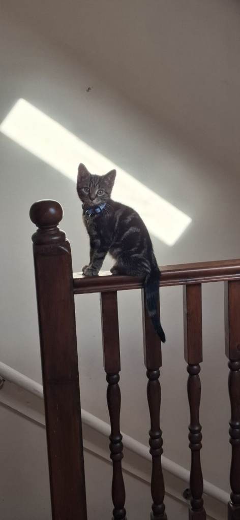 Bengal boy cross kitten 