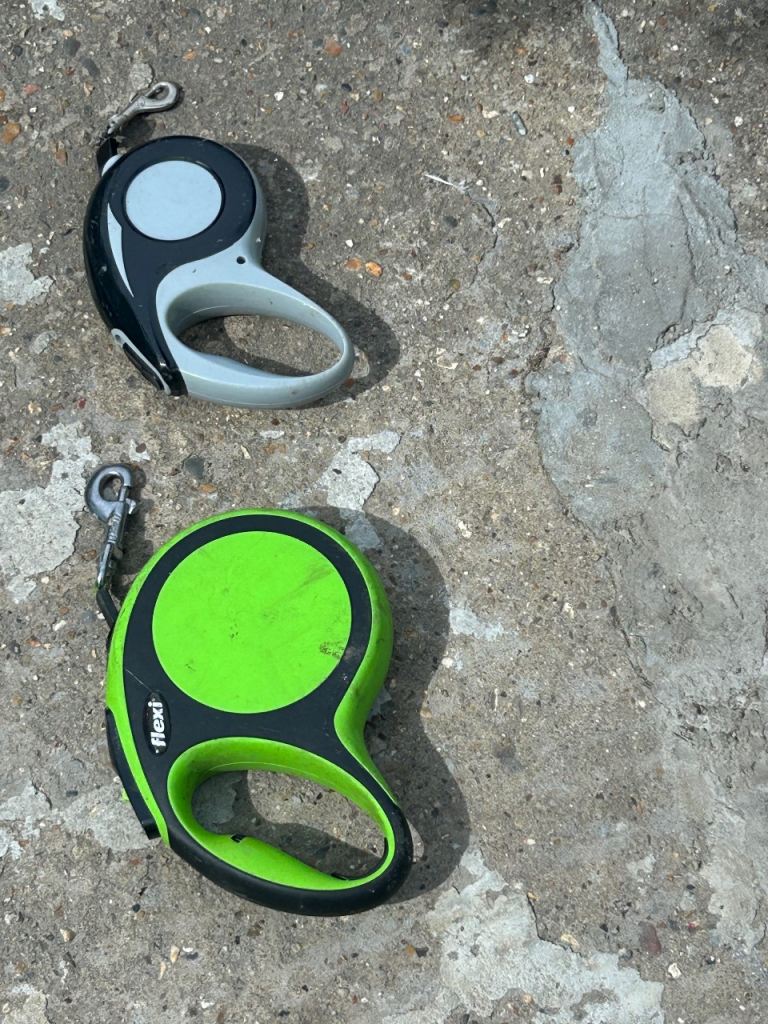 Dog Accessories 