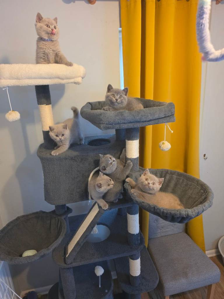 GCCF British Shorthair kittens