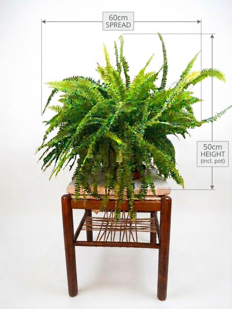 Lush & Healthy Boston Fern – Instant Jungle Vibes! 🌿