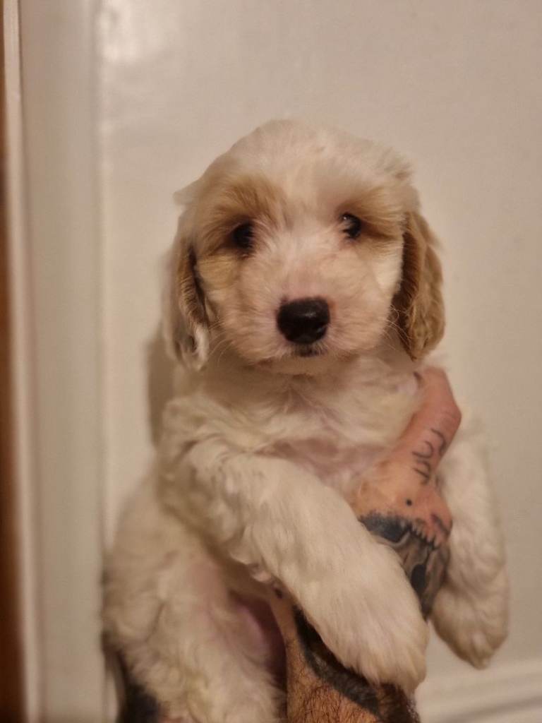 Gorgeous f2 cockapoo 