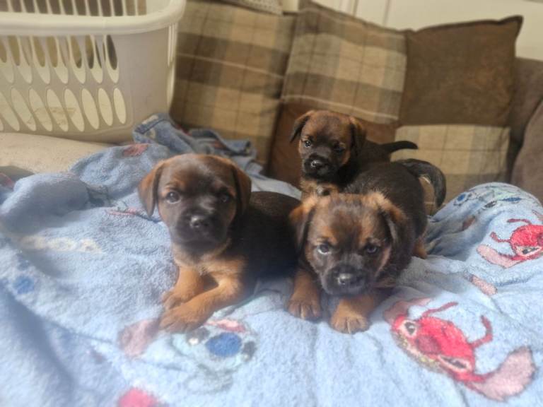 Border terrier pups 