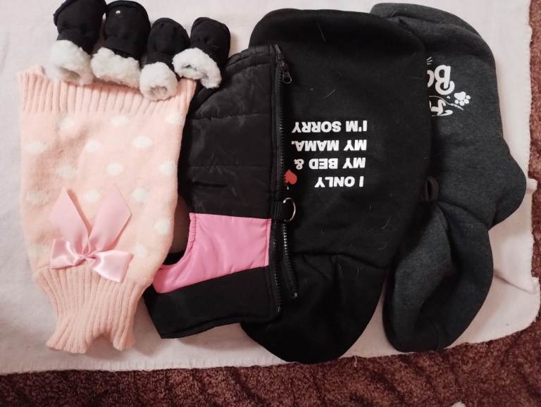 Chihuahua coats and boots 