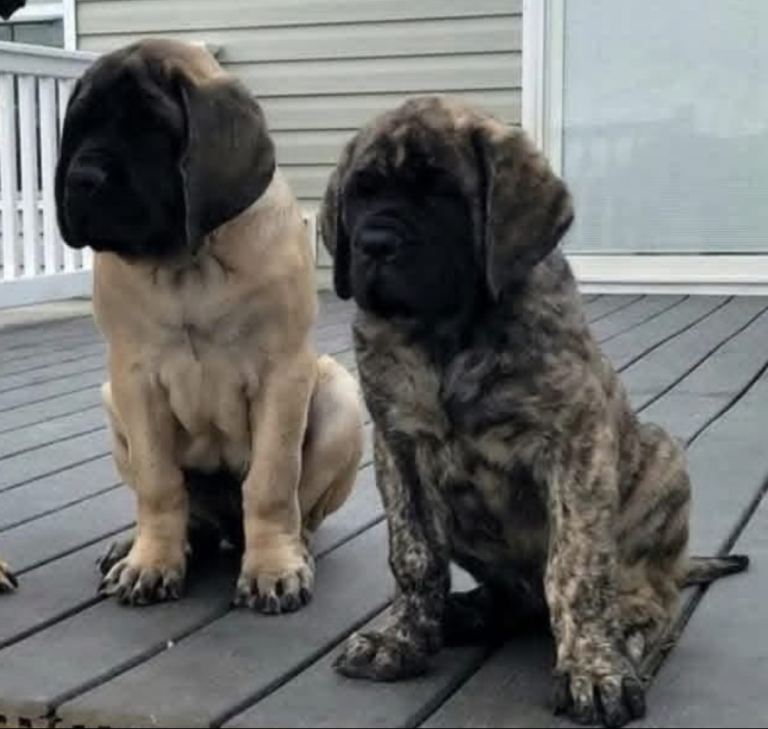 Exceptional KC Reg English Mastiff pups