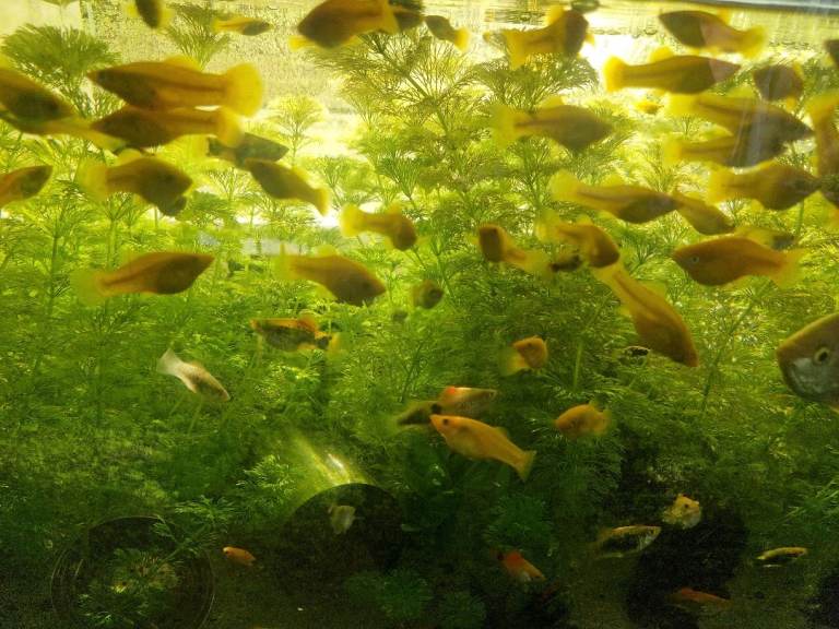 Mixed Mollies and Platies, as pictured...Also Longfin Bristlenoses