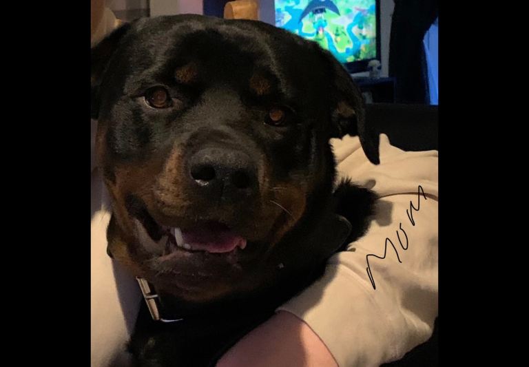 Rottweiler puppy 