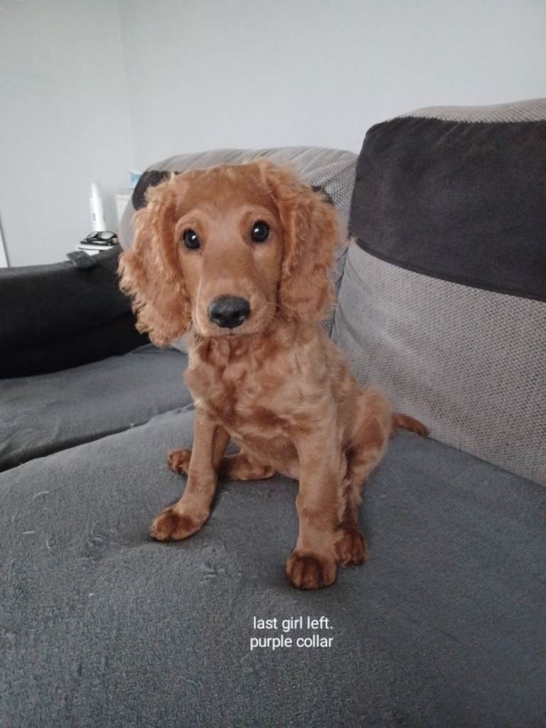 F2 miniature cockapoo puppies 