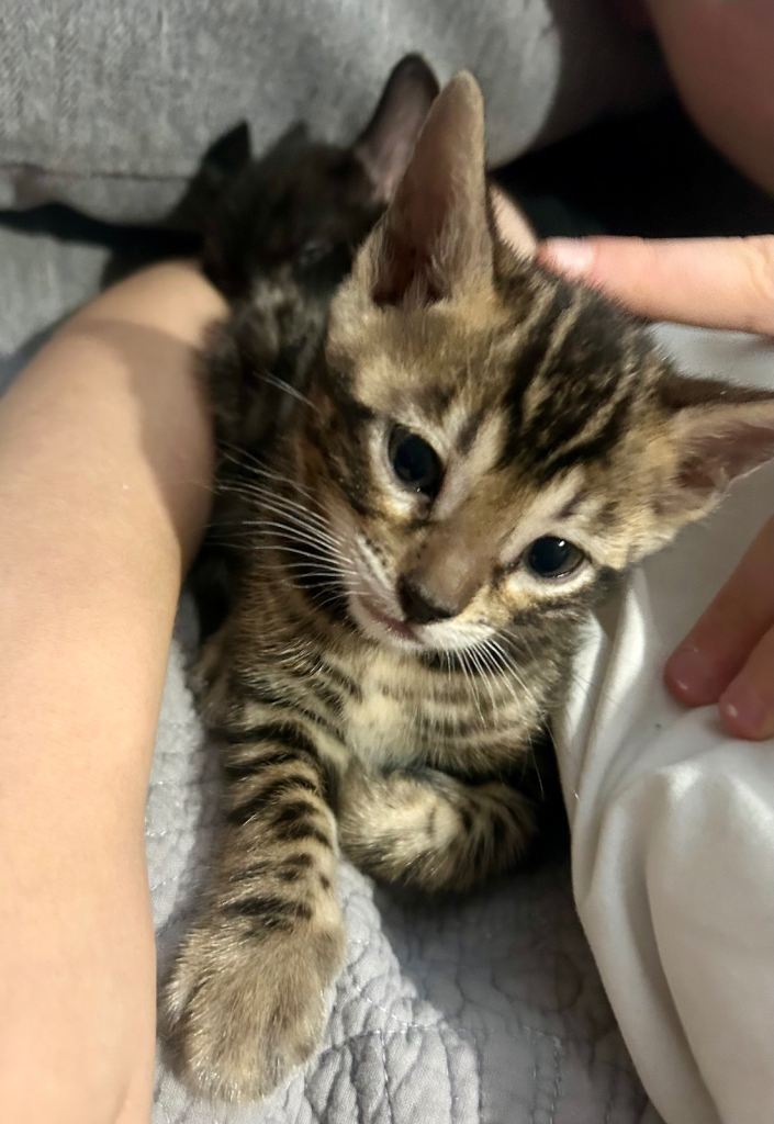 Last Handsome little Bengal boy ready for reservation 