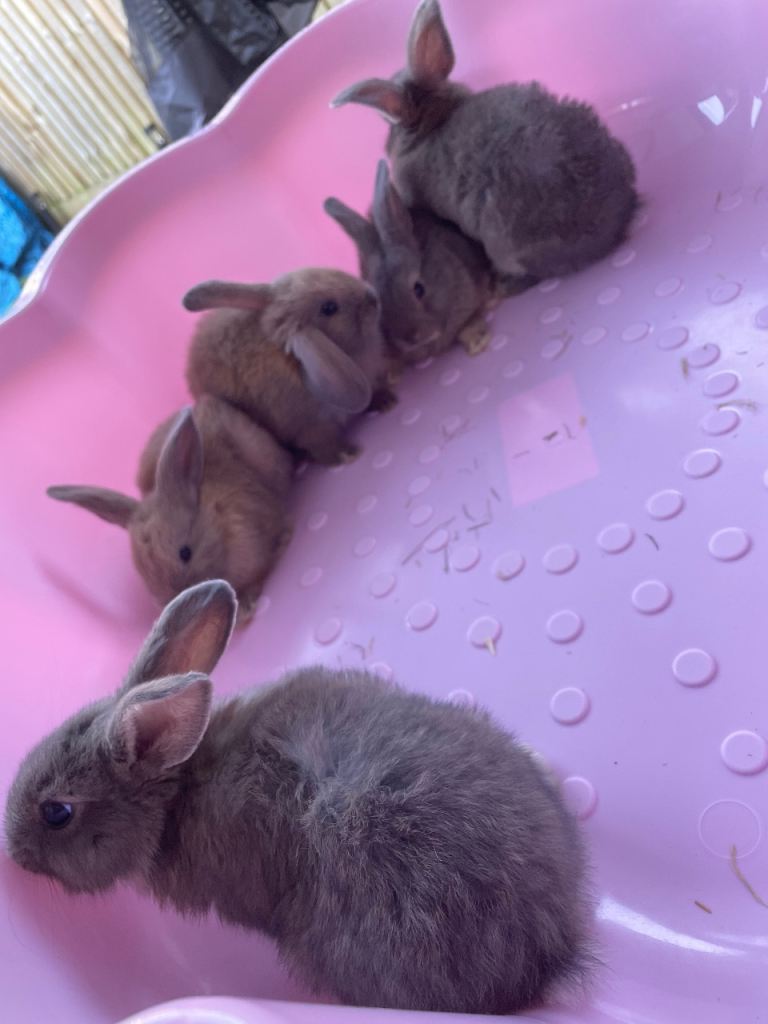 5 rabbits for sale (£50 each)