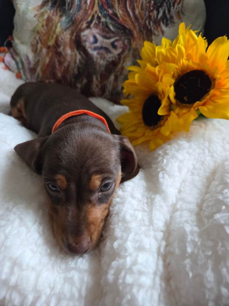 Miniature Dachshund puppies