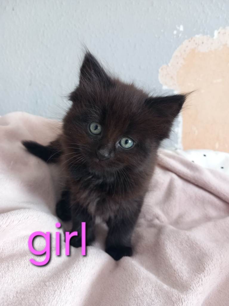 4 Kitten FOR SALE 