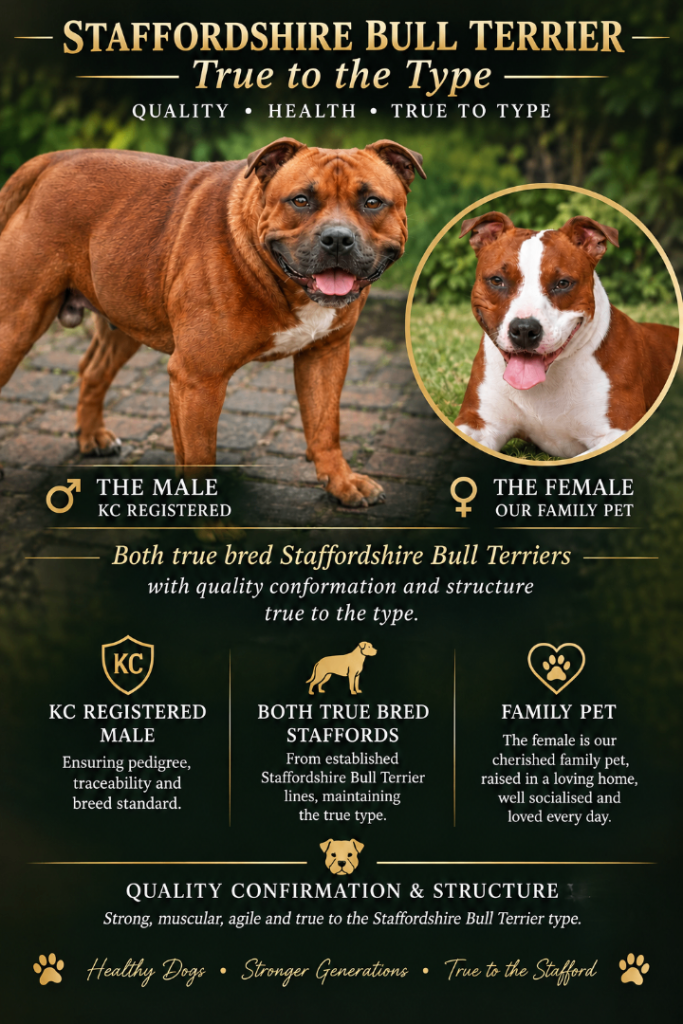 Red stafforsdhire bullterrier puppies 