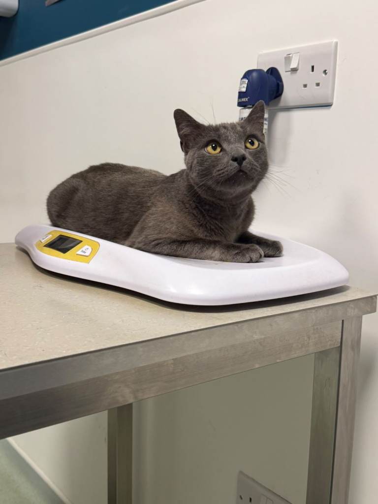 Russian Blue Cross