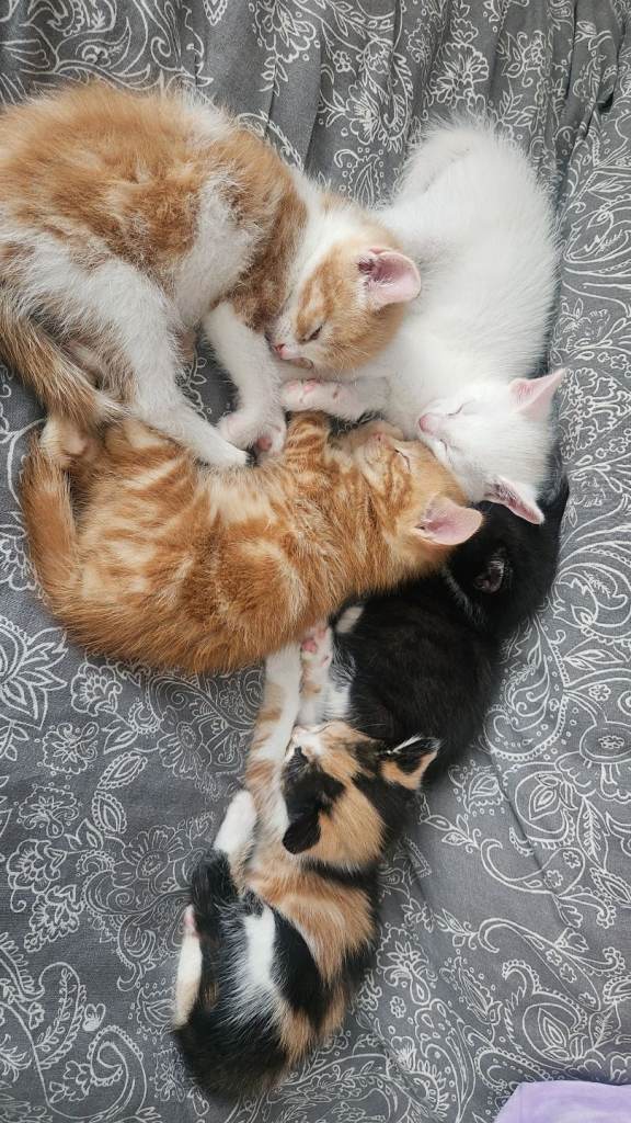 Kittens for sale 