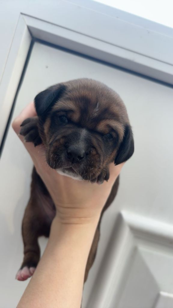 ONLY 2 sausage/spaniel puppies left