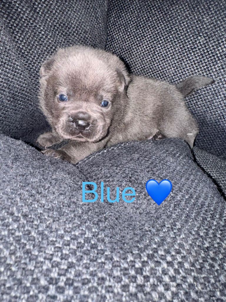 F1 French Bulldog & Chow Chow Puppies 