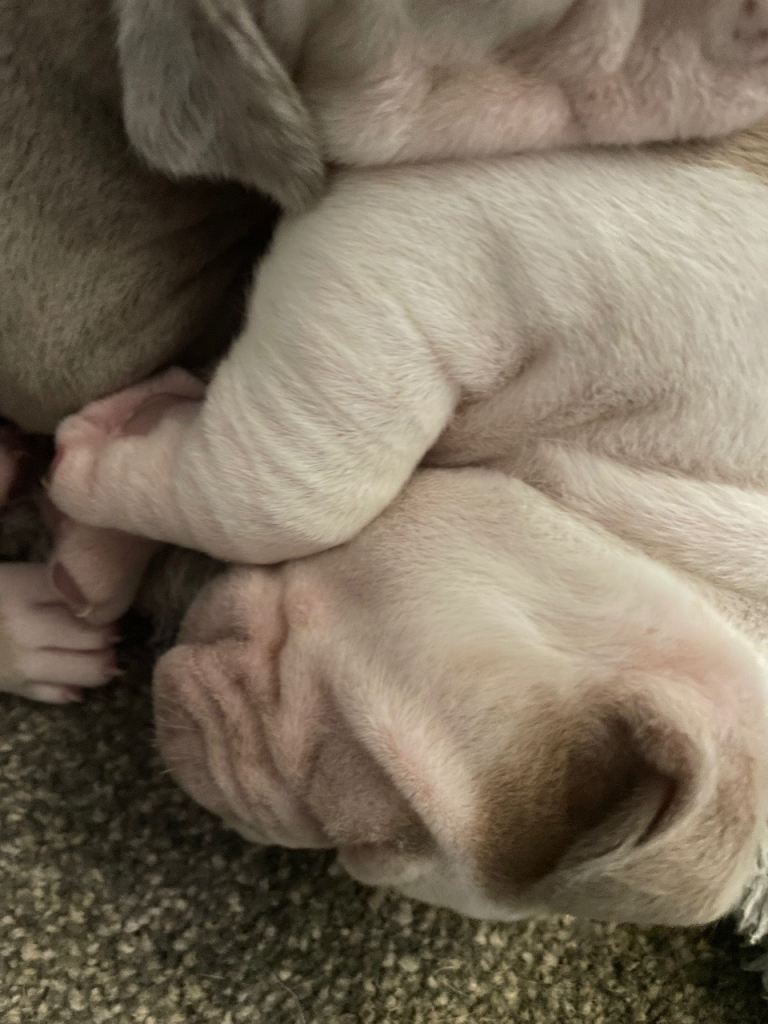 American bulldog Pups for sale £450