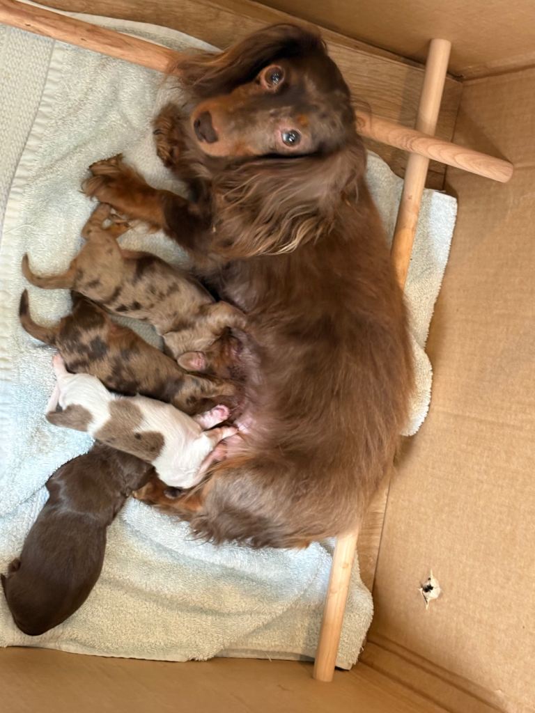 Kc registered long haired miniature dachshund 