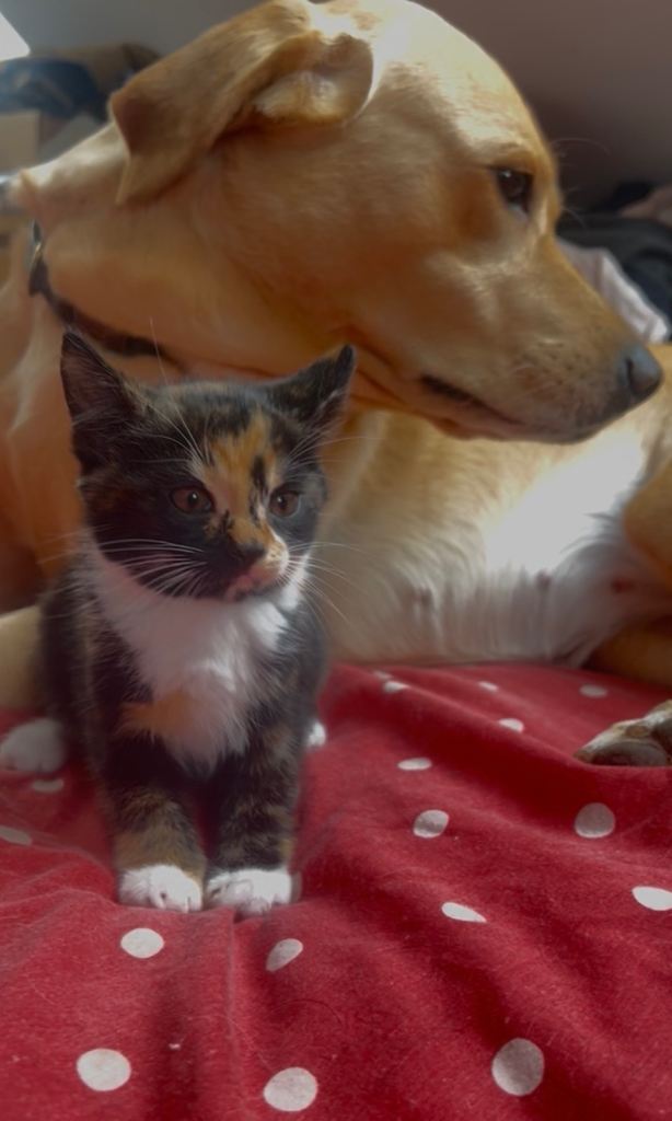 Cute kittens used to dogs