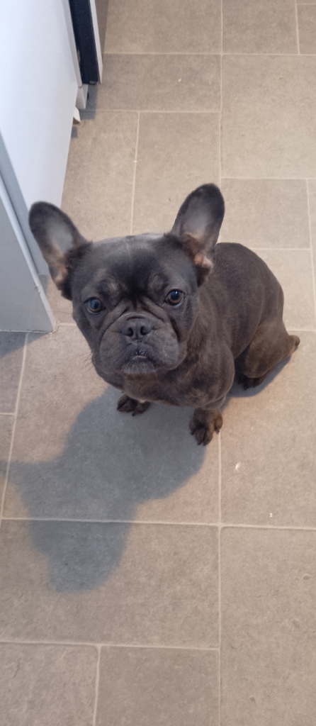 KC registered French bulldog