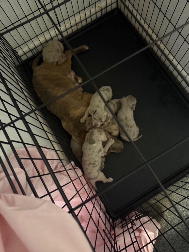 Staffordshire bull terrier puppy’s 