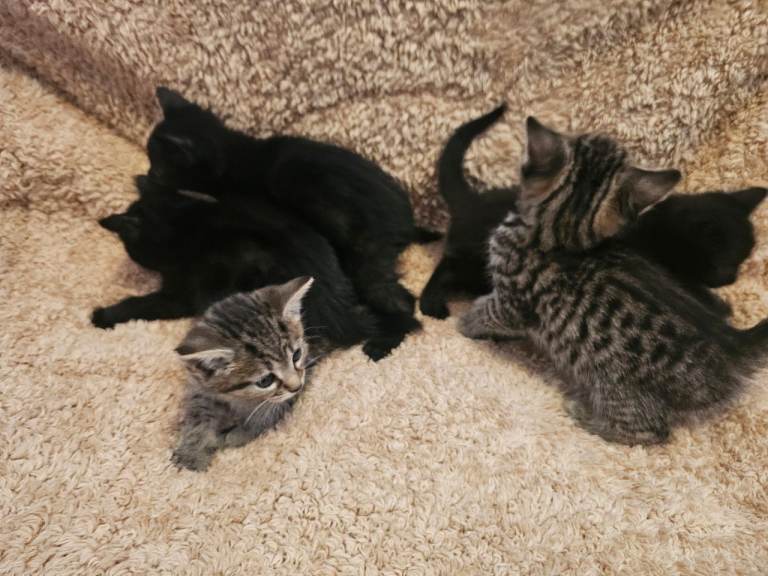 Beautiful kittens forsale.