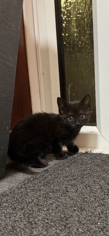 6 beautiful kittens