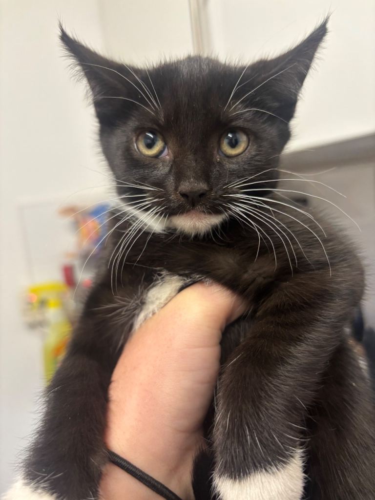 kittens available immediately 