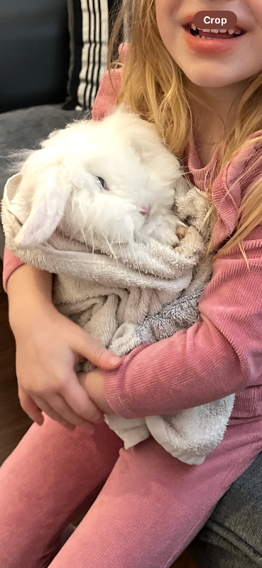 Rabbit BEW mini lionlop