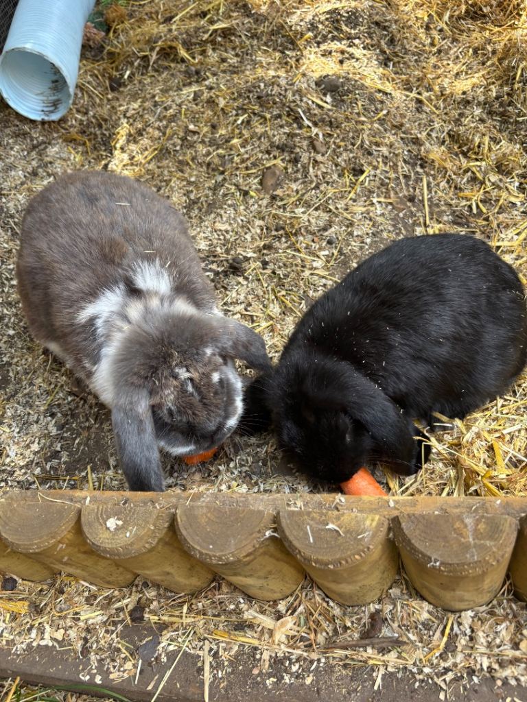 Male Baby French “giant Lops “ rabbits 