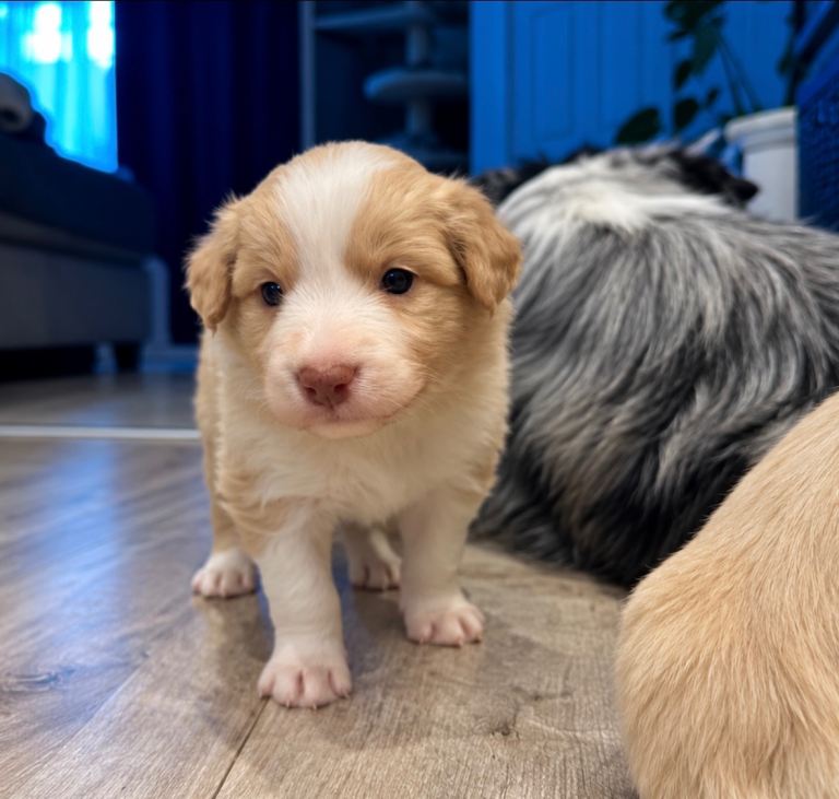 Border Collie - Kennel Club Reg.  