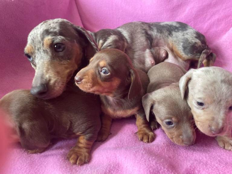 ⭐️READY NOW⭐️ Quality, KC Regisered Miniature Dachshunds 