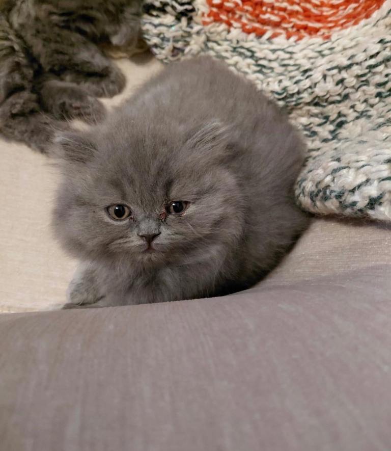 Adorable Grey Kittens