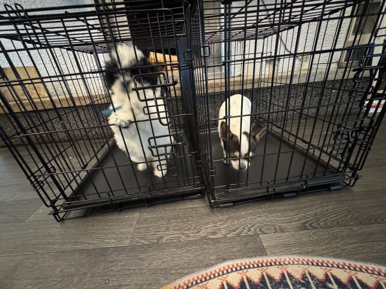 2 xs dog crates