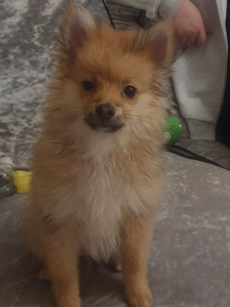 Puppy  pomerang