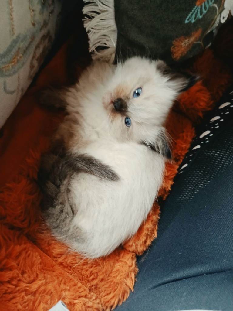 Ragdoll