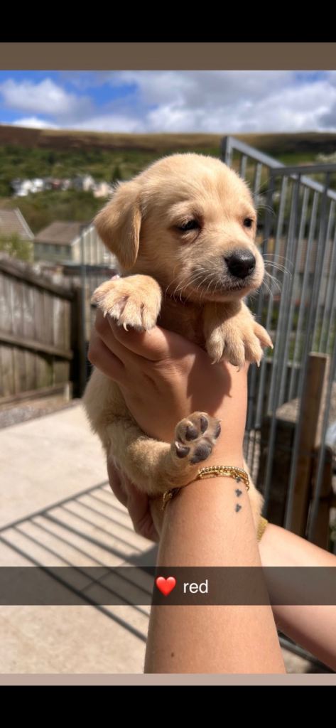 3 male Labrador pups ready to leave 