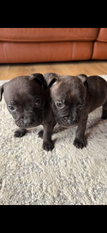 Staffy X Pocket bully 