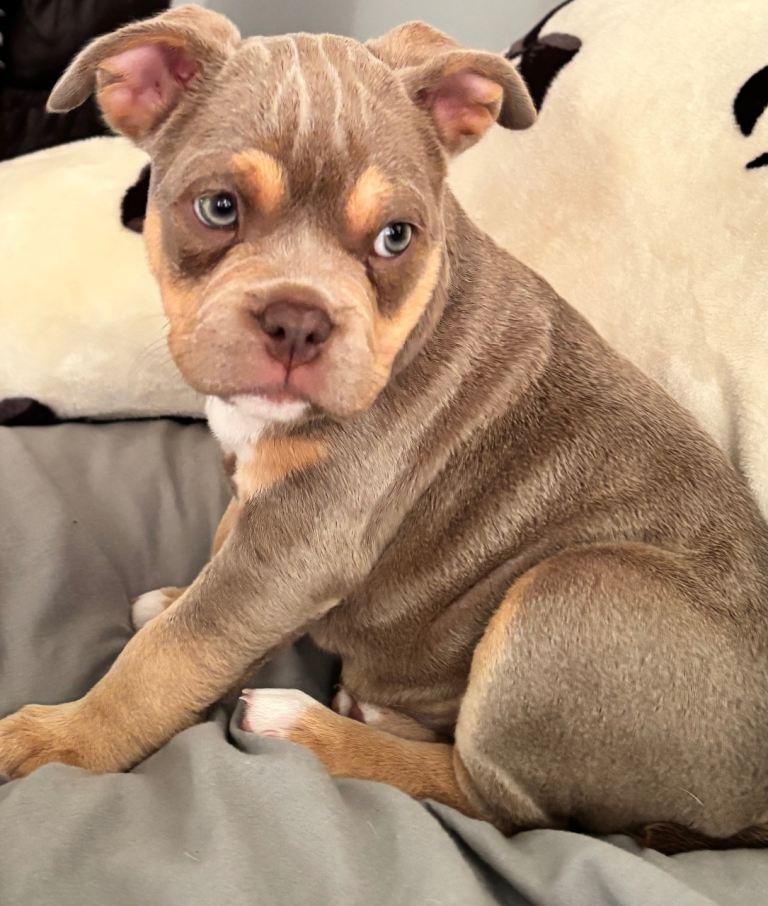 French bulldog X Pocket bully puppies for sale READY NOW!!