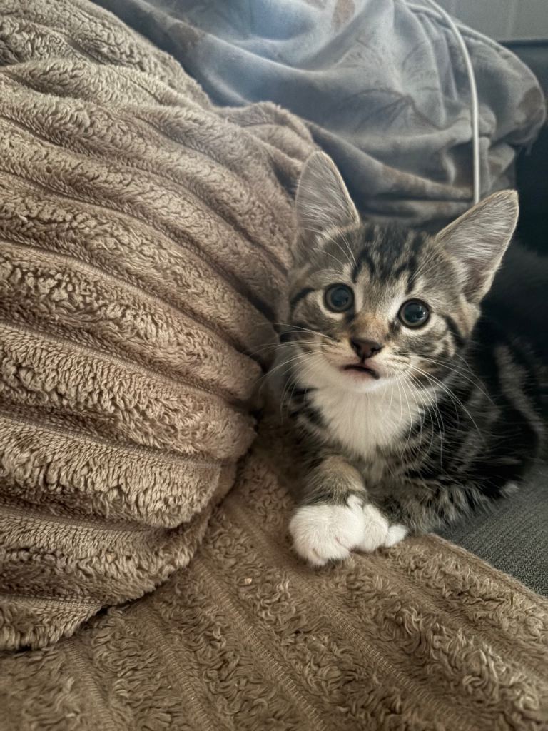Kittens 