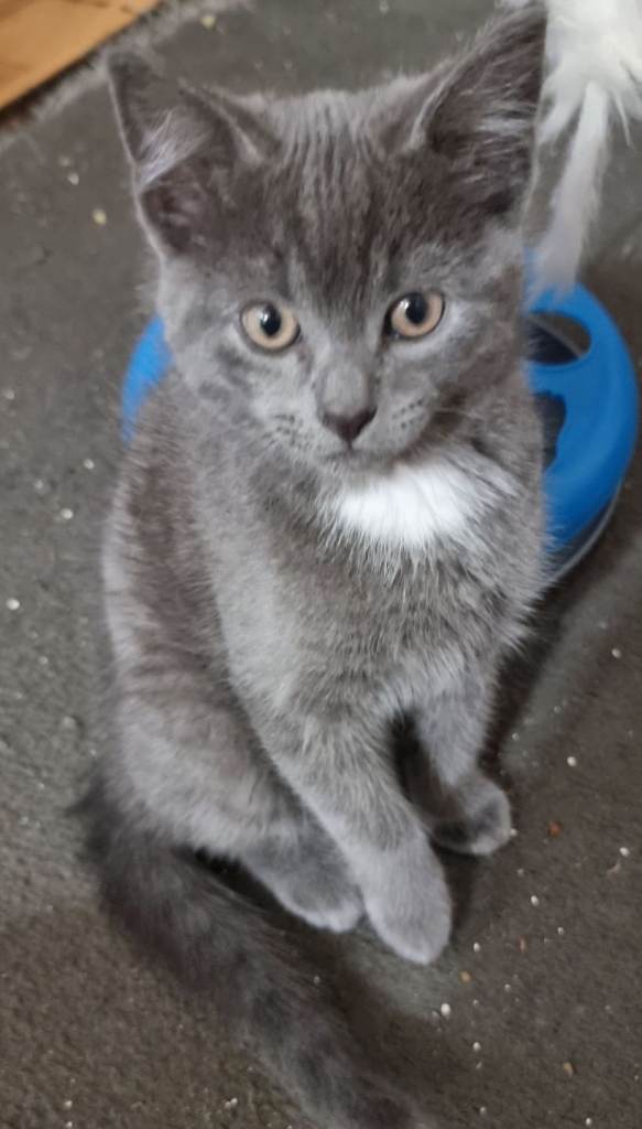 🐾 Adorable Male Kittens – 12 Weeks Old 🐾